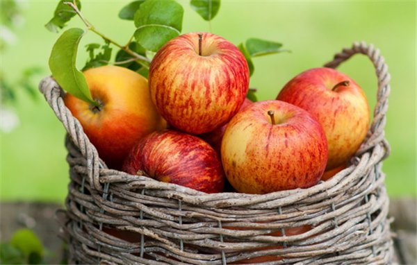 Яблоки: польза и вред, калорийность